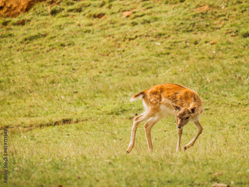 Fawn playing on green meadow in savanna Fawn playing on green meadow in savanna