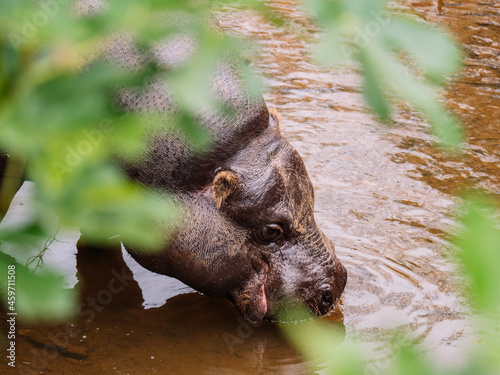 Hippopotamus drinking water in rippled pond in daytime photo