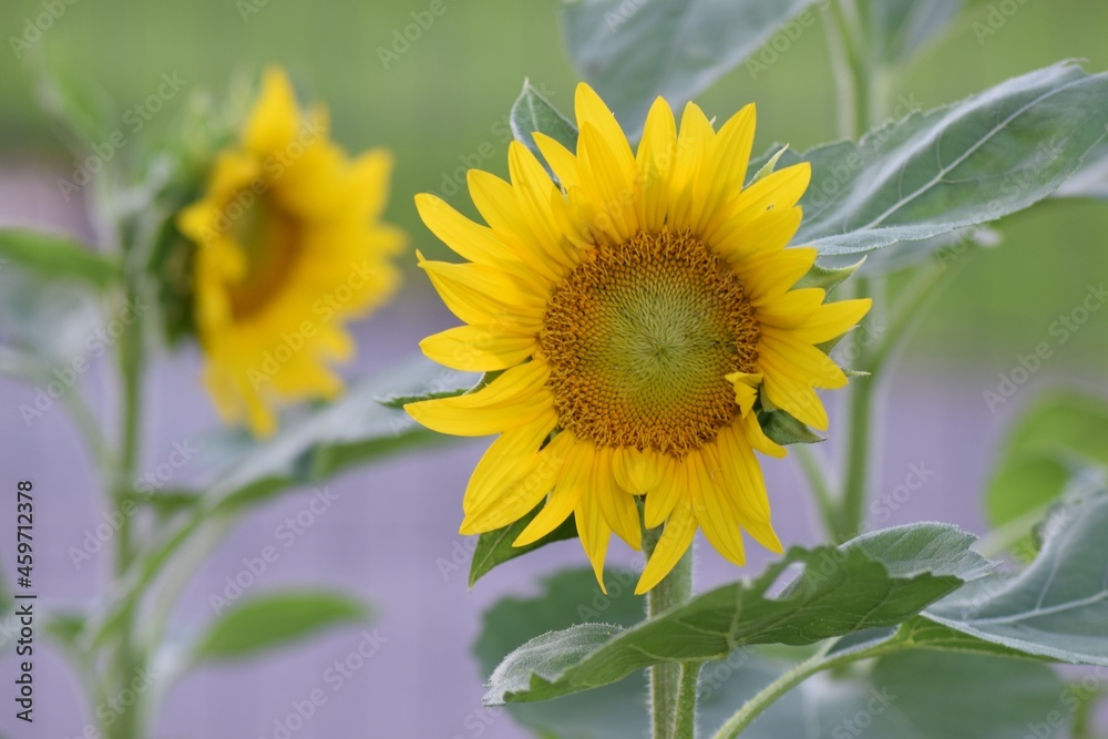 Sunflower field open bright yellow sunshine fall autumn harvest flower Sunflower field open bright yellow sunshine fall autumn harvest flower