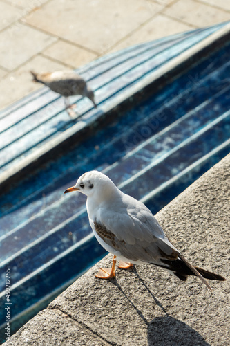 seagull on the edge of a wall, and in the background another on a blue board