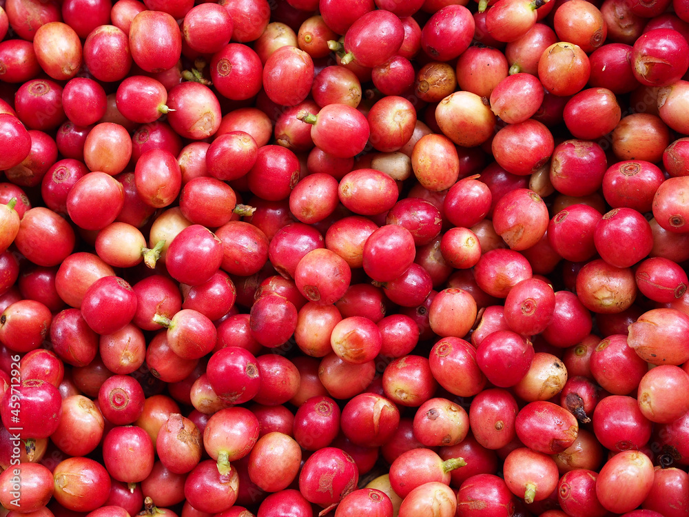Close up of unroasted coffee beans. A coffee bean is a seed of the Coffea plant and the source for coffee. Red berries coffee beans on basket background. Close up of unroasted coffee beans. A coffee bean is a seed of the Coffea plant and the source for coffee. Red berries coffee beans on basket background.