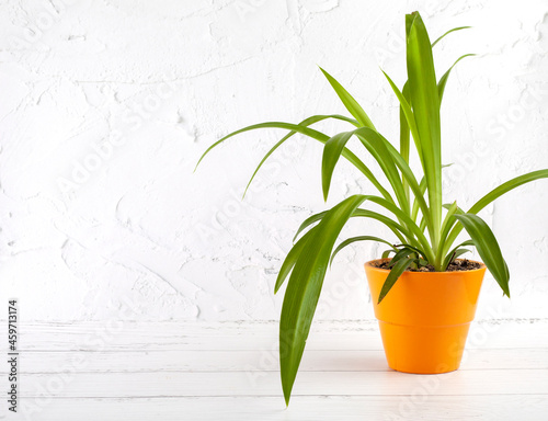 home plant chlorophytum in an orange pot against a light wall background
 photo