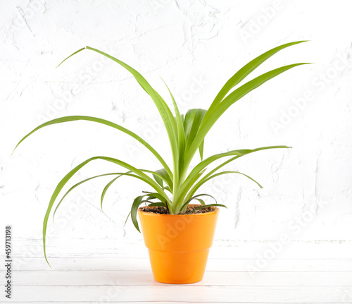 home plant chlorophytum in an orange pot against a light wall background 