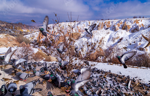 Beautiful landscape of pigeons are flying in Cappadocia pigeon valley, Uchisar, Turkey. Flock of fluffy pigeons on white snow in Pigeon Valley in winter. Snowy landscape