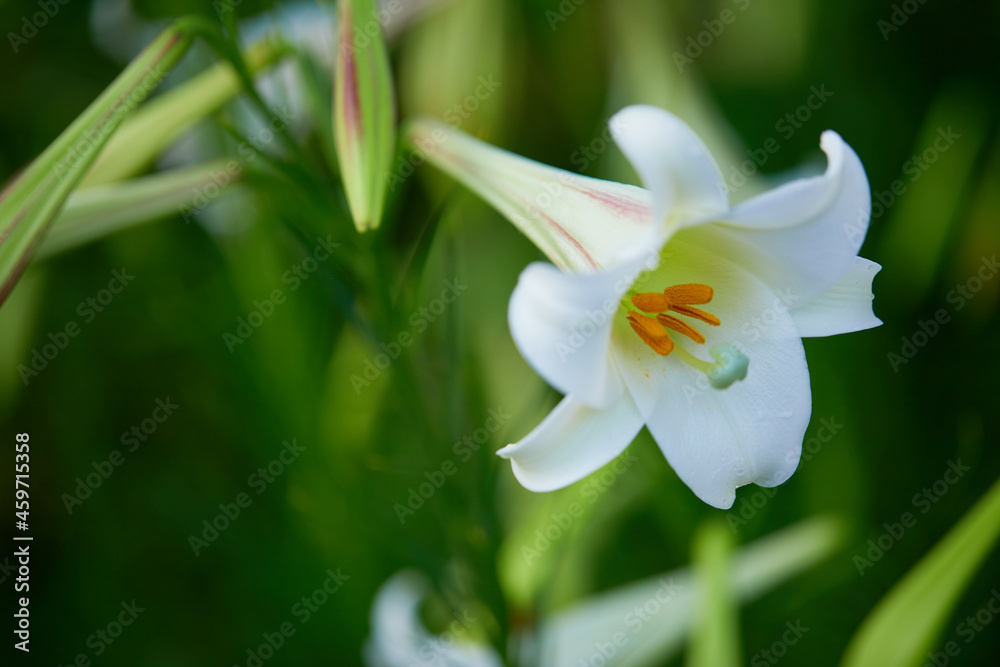 白いユリの花 白いユリの花