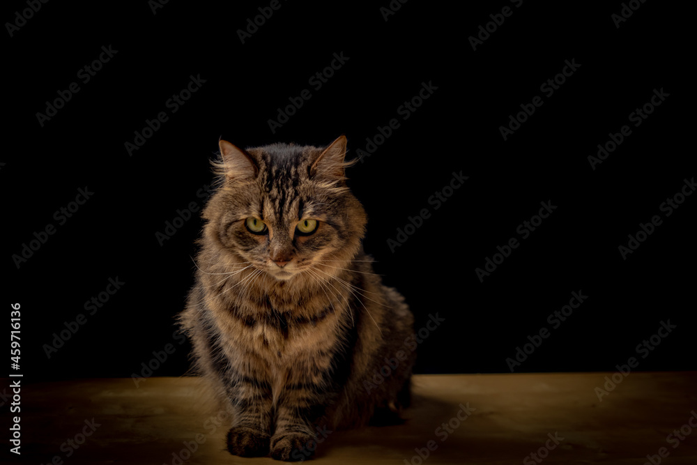 Tabby small cat on wooden table with black background