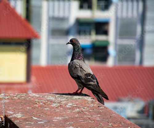 Obraz na płótnie Yangon's Pigeons