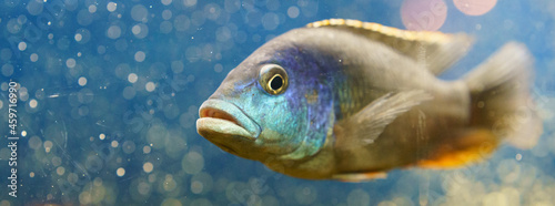 Portrait of very serious aquarium fish. Concepts of the beauty of nature. Side view photo