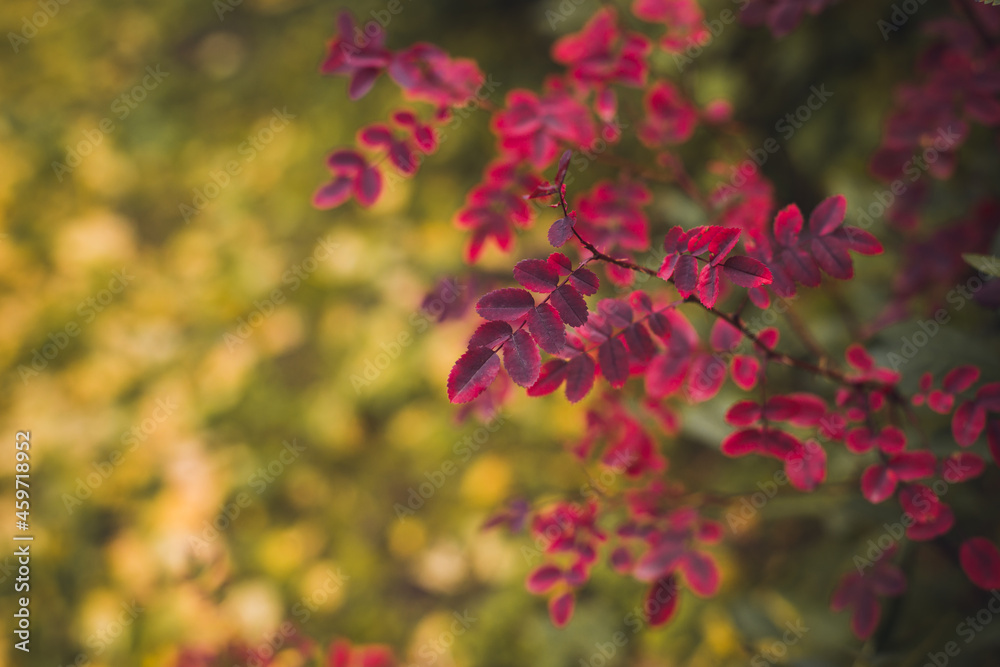 Colorful foliage in the autumn park. Red autumn leaves against yellow background. Autumn leaves red and yellow Colorful foliage in the autumn park. Red autumn leaves against yellow background. Autumn leaves red and yellow