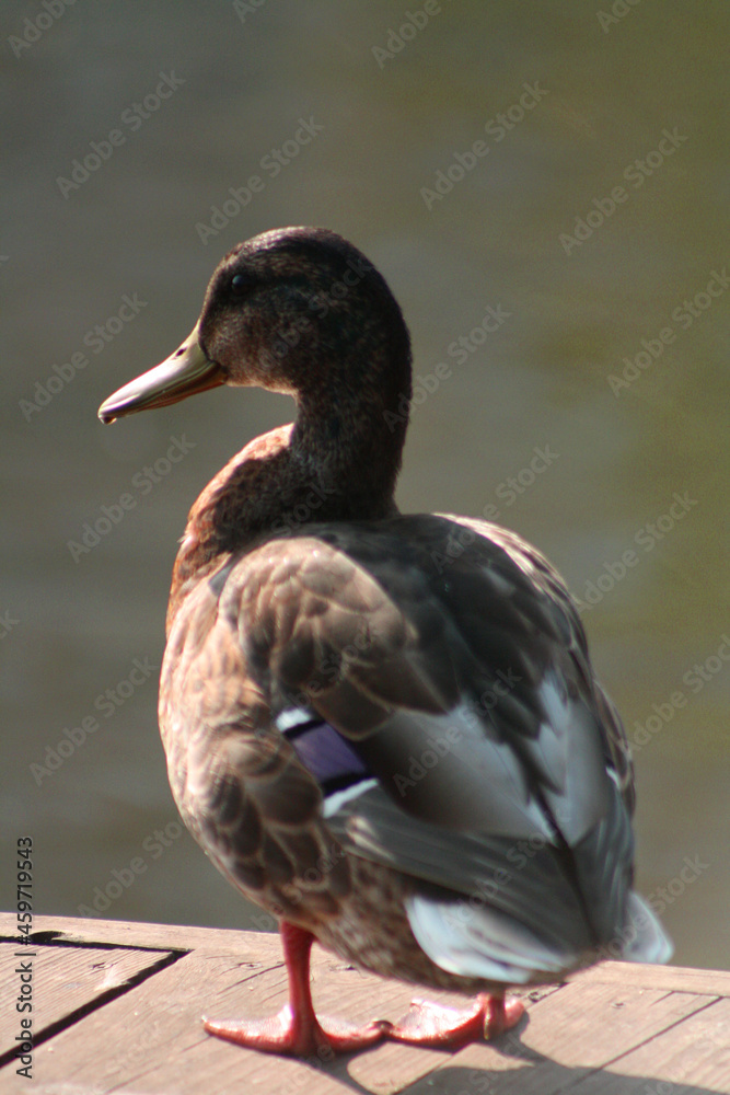 duck