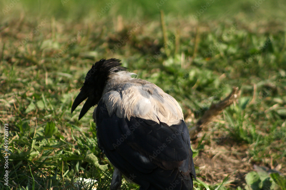 Fototapeta premium crow on the ground