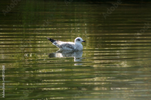 seagull on the lake