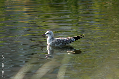seagull on a rock