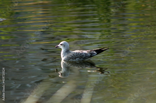 seagull on a rock