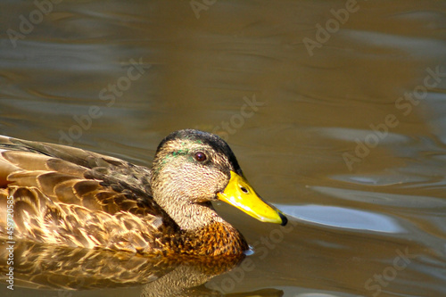 duck on the water
