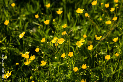 Grass field filled with yellow flowers.