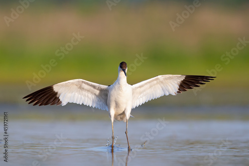 An adult pied avocet (Recurvirostra avosetta) landing with spread wings.