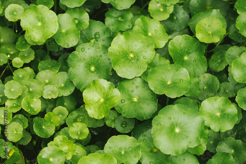 Water Pennywort green fresh leaves