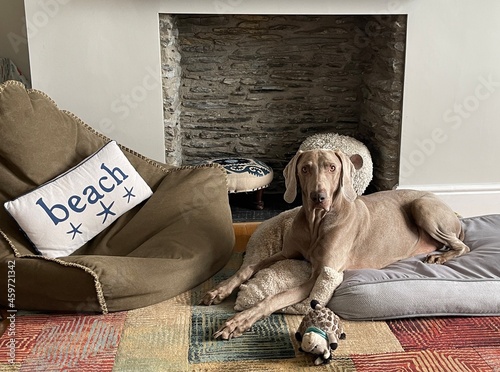 Weimaraner at home