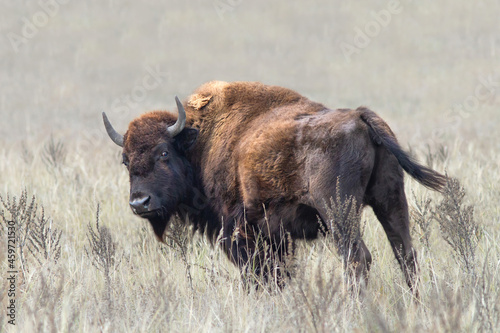 Powerful bison in autumn steppe.