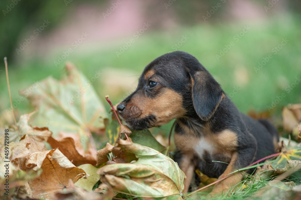 Portrait of a beautiful purebred puppy close-up in autumn leaves. Portrait of a beautiful purebred puppy close-up in autumn leaves.