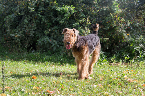 Canvastavla Cute airedale terrier is standing on a green grass in the autumn park and looking at the camera