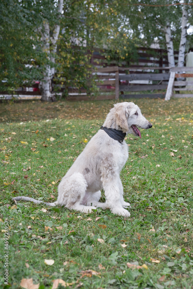 Afghan hound puppy is sitting on a green grass in the autumn park. Eastern greyhound or persian greyhound. Pet animals. Purebred dog. Afghan hound puppy is sitting on a green grass in the autumn park. Eastern greyhound or persian greyhound. Pet animals. Purebred dog.