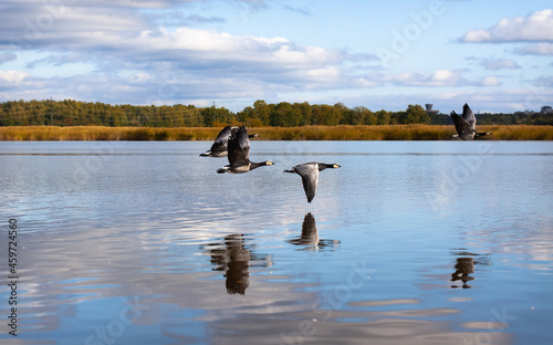 Barnacle geese, Branta leucopsis, flying over water. Migratory birds in autumn.