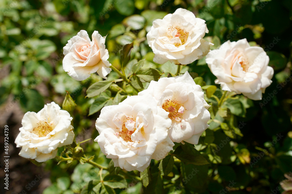 white roses in the garden. white roses in the garden.
