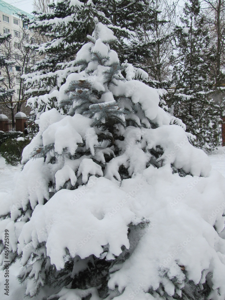 Snow on a green spruce branch. Winter snow-covered clearing. The long-awaited snow. Snow-white winter Snow on a green spruce branch. Winter snow-covered clearing. The long-awaited snow. Snow-white winter