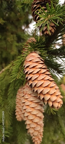 Fir cones in different weather conditions and under different lighting conditions.