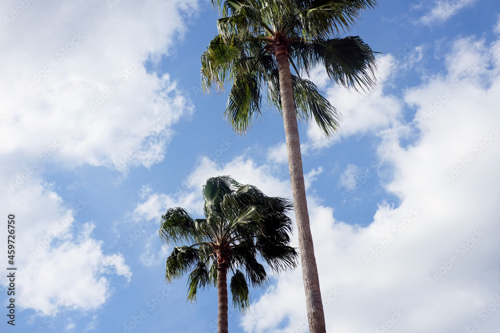 Fototapeta premium palm trees against blue sky