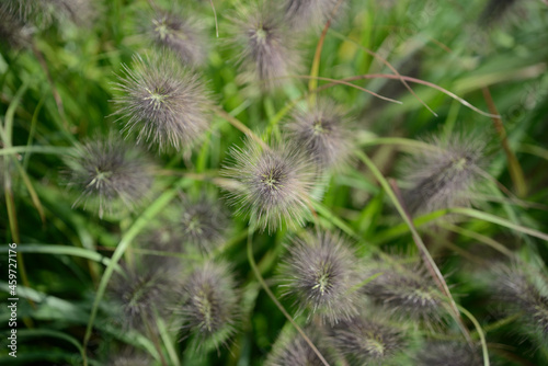 fancy grass seed heads close up