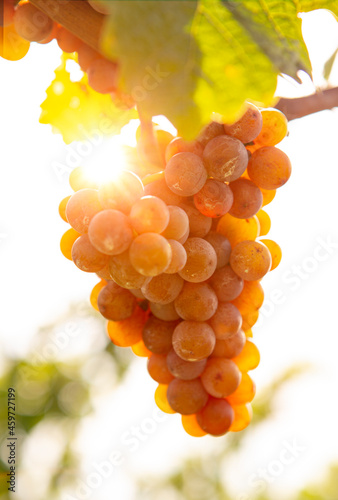 Reife Weintrauben am Weinstock im Gegenlicht