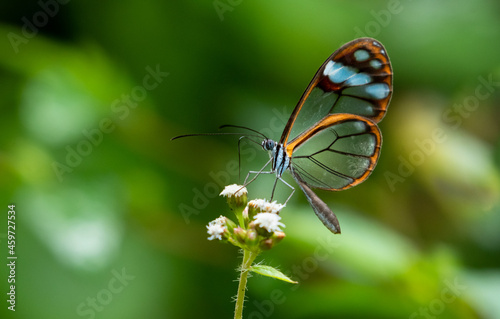 A Glasswing butterfly feeding on a wild white flower in the rainforest in Trinidad W.I.