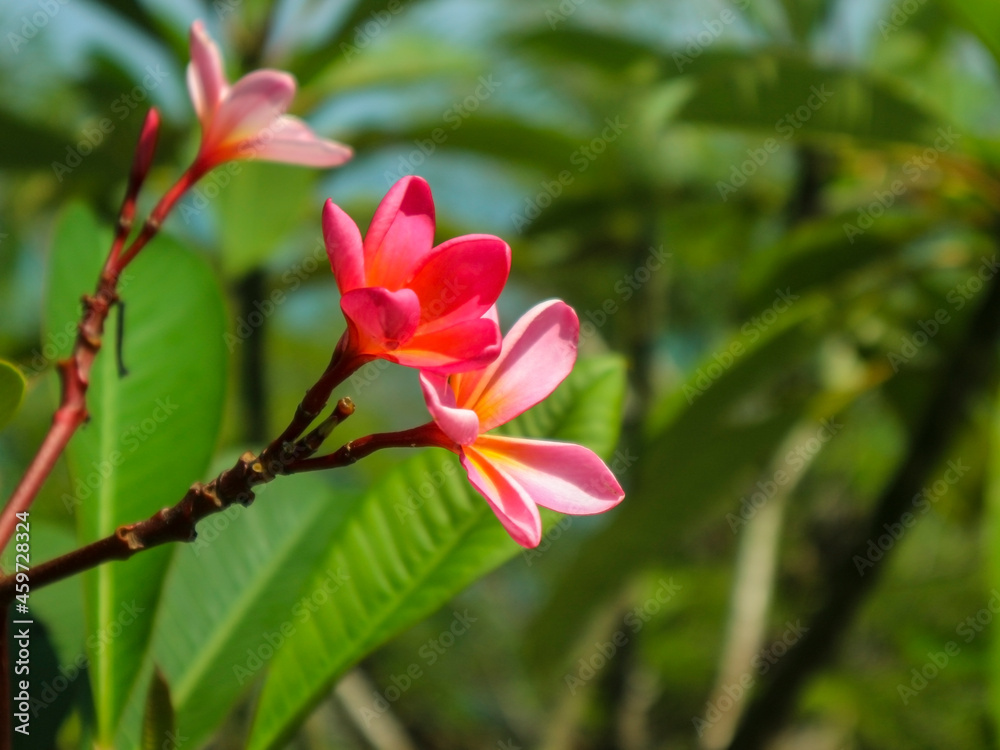 macro photo of red frangipani flowers on the cliff of Dewi Kwan Im's temple macro photo of red frangipani flowers on the cliff of Dewi Kwan Im's temple