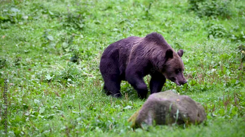 European brown bear looking for food on a green clearing European brown bear looking for food on a green clearing