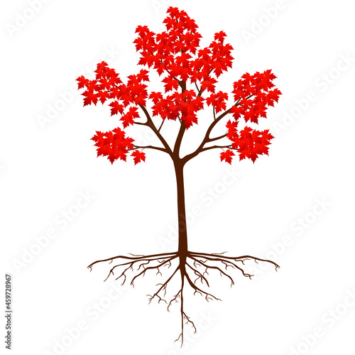 Sugar maple tree with roots on a white background.