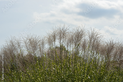 grass in the wind