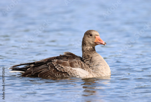 Photography Greylag Goose