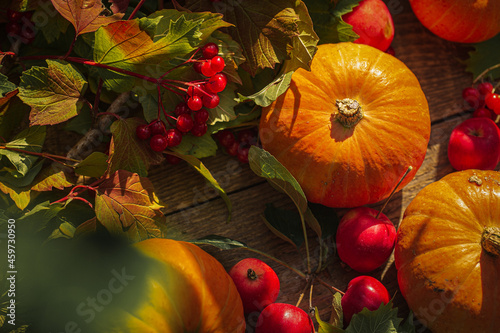 Orange pumpkins on the table in the garden