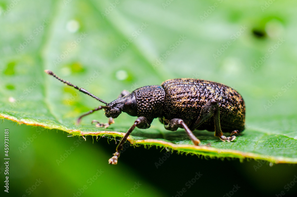 Black vine weevil (Otiorhynchus sulcatus) is an insect native to Europe but common in North America as well. It is a pest of many garden plants. Black vine weevil (Otiorhynchus sulcatus) is an insect native to Europe but common in North America as well. It is a pest of many garden plants.