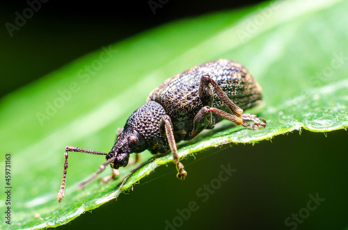 Black vine weevil (Otiorhynchus sulcatus) is an insect native to Europe but common in North America as well. It is a pest of many garden plants. photo