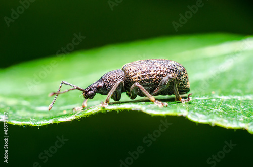 Black vine weevil (Otiorhynchus sulcatus) is an insect native to Europe but common in North America as well. It is a pest of many garden plants. photo