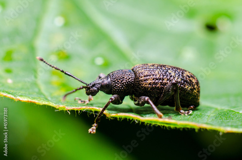 Black vine weevil (Otiorhynchus sulcatus) is an insect native to Europe but common in North America as well. It is a pest of many garden plants. © Олександр Луценко