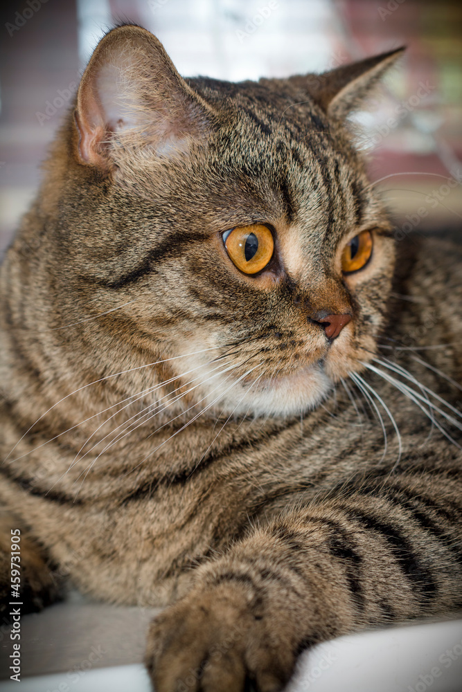 Scottish Fold, domestic tabby cat, with yellow eyes, close-up Scottish Fold, domestic tabby cat, with yellow eyes, close-up