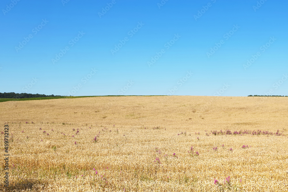 Wheat field in summer in Ukraine