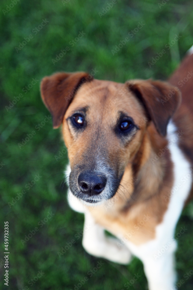 Smooth fox terrier