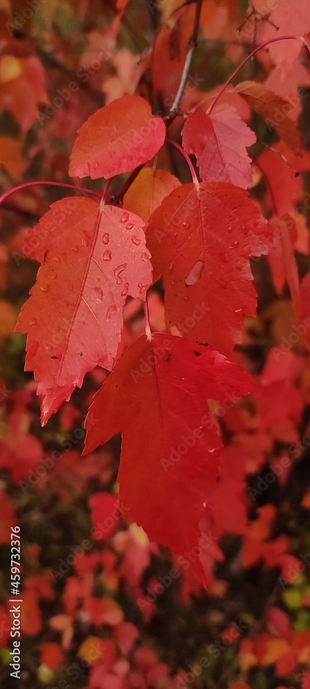 Autumn leaf fall. A lot of yellow, red, maroon leaves. Autumn leaf fall. A lot of yellow, red, maroon leaves.