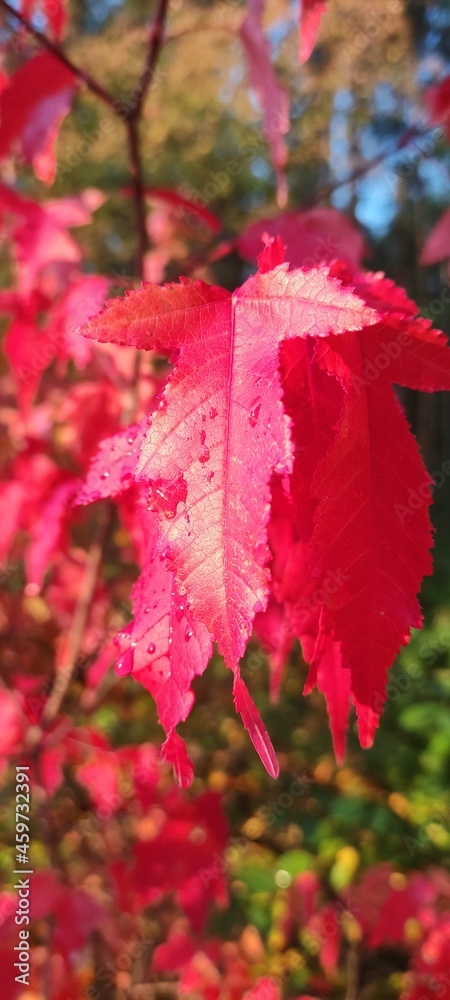 Autumn leaf fall. A lot of yellow, red, maroon leaves. Autumn leaf fall. A lot of yellow, red, maroon leaves.